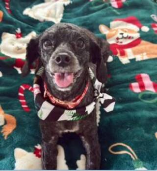 Dorothy (coming 8.29) -  Miniature Poodle Dog for Adoption in Boulder, Colorado - Dorothy (coming 8.29) | PetCurious
