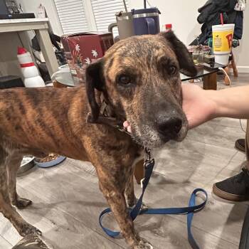 Adam Sandler -  Mixed Breed Dog for Adoption in Greensboro, North Carolina - Adam Sandler | PetCurious