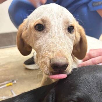 Foster Andro -  Australian Cattle Dog Blue Heeler and Retriever Dog for Adoption in Oswego, Illinois - Foster Andro | PetCurious