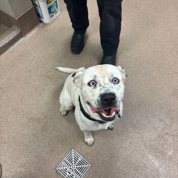 Virgie -  Pit Bull Terrier Dog for Adoption in Hinesville, Georgia - Virgie | PetCurious