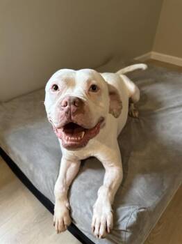 American Bulldog and Mixed Breed Dogs Available for Adoption - HARRY | PetCurious