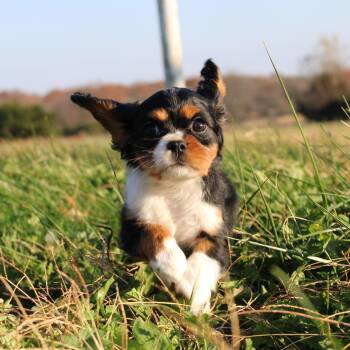Rescue Cavalier King Charles Spaniel Dogs for Adoption in Neosho, Missouri - Tux | PetCurious