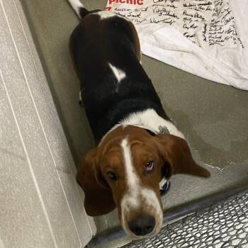 Copper -  Basset Hound Dog for Adoption in Harrisonburg, Virginia - Copper | PetCurious