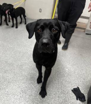 Rescue Labrador Retriever Dogs for Adoption in Pasadena, Texas - ACE | PetCurious