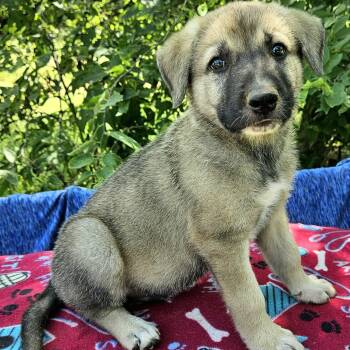 Gandalf -  Shepherd and Mixed Breed Dog for Adoption in Pelham, New Hampshire - Gandalf | PetCurious