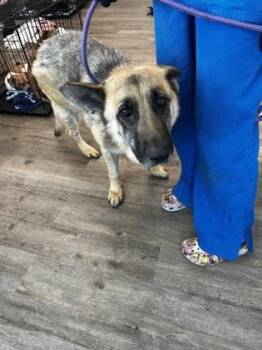 Stimpy -  German Shepherd Dog and Mixed Breed Dog for Adoption in Palm Coast, Florida - Stimpy | PetCurious