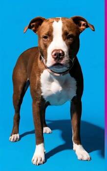 MACKEREL -  Mixed Breed Dog for Adoption in Jacksonville, Florida - MACKEREL | PetCurious