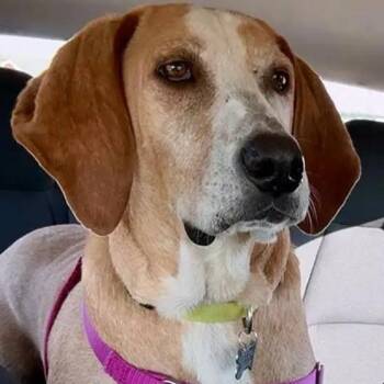 Rojo (MN) -  English Coonhound Dog for Adoption - Rojo (MN) | PetCurious