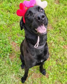 Black Labrador Retriever and Great Dane Dogs Available for Adoption in Oklahoma City, Oklahoma - Bosco | PetCurious