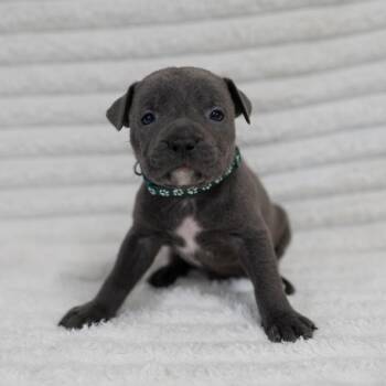 Black Labrador Retriever and Rottweiler Dogs Available for Adoption in Fulton, Missouri - Hugo | PetCurious