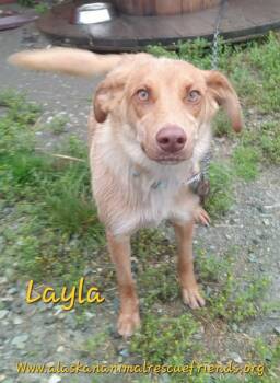 Layla -  Spaniel and Retriever Dog for Adoption in Anchorage, Alaska - Layla | PetCurious