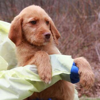 CT Rome -  Labrador Retriever and Mixed Breed Dog for Adoption in Eastford, Connecticut - CT Rome | PetCurious