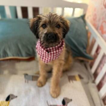 Wheaten Terrier and Goldendoodle Dogs Available for Adoption - Teddy Sweetest Baby Bear | PetCurious