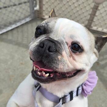 French Bulldog Dogs Available for Adoption in Huber Heights, Ohio - Cookie | PetCurious