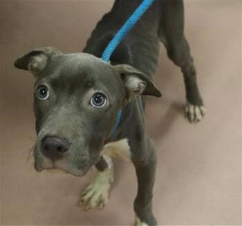 PLUTO -  Mixed Breed Dog for Adoption in Columbia, South Carolina - PLUTO | PetCurious