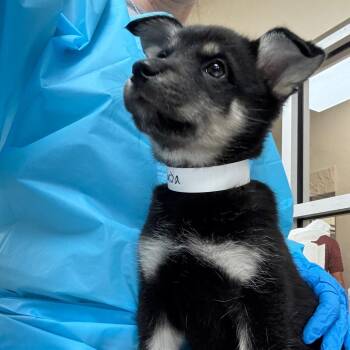 Sasha -  Shepherd Dog Available for Adoption in Birmingham, Alabama - Sasha | PetCurious