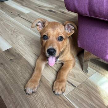 Scrappy -  Mastiff and Labrador Retriever Dog for Adoption in Colonial Heights, Virginia - Scrappy | PetCurious