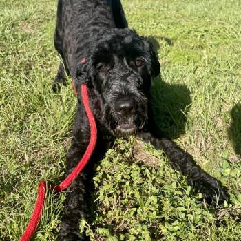 Mable -  Standard Poodle Dog for Adoption in Freeport, Florida - Mable | PetCurious