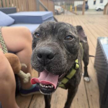 Pig -  American Bulldog and Shar Pei Dog for Adoption in Birmingham, Alabama - Pig | PetCurious