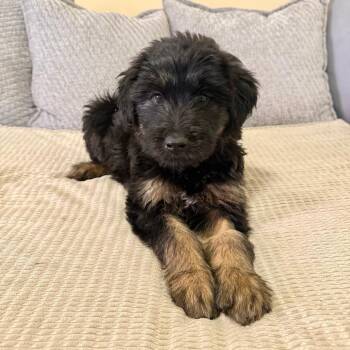 German Shepherd Dog and Poodle Dogs Available for Adoption in Agoura Hills, California - Paloma | PetCurious