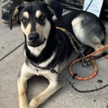 Hound and German Shepherd Dog Dogs Available for Adoption in San Luis, Colorado - Razzmatazz | PetCurious