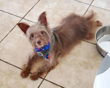Mollie -  Yorkshire Terrier and Chinese Crested Dog Dog for Adoption in Temecula, California - Mollie | PetCurious
