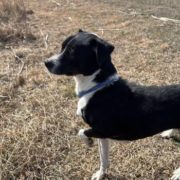 Border Collie and Jack Russell Terrier Dogs Available for Adoption - Panda | PetCurious