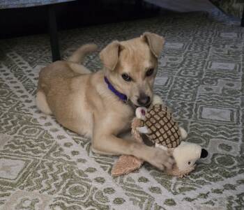 Chihuahua Dogs Available for Adoption - Bryce | PetCurious