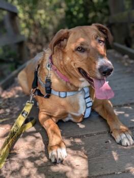 Rescue Redbone Coonhound and Rhodesian Ridgeback Dogs for Adoption in Yakima, Washington - Wanda | PetCurious