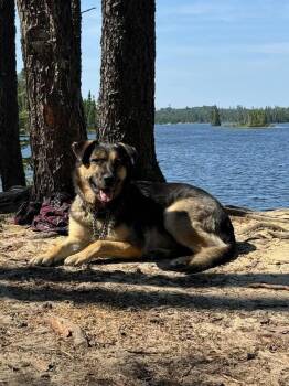 Rescue Mastiff Dogs for Adoption in Greater Sudbury, Ontario - Nova | PetCurious