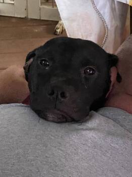 Cinderella - Lost More Than a Lost Slipper -  Black Labrador Retriever and American Bulldog Dog for Adoption in Atlanta, Georgia - Cinderella - Lost More Than A Lost Slipper | PetCurious