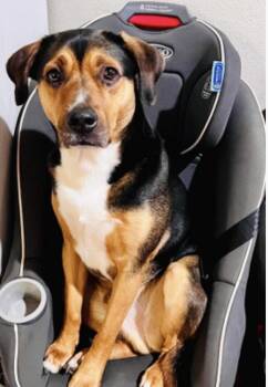 Courtesy: Cowboy -  Labrador Retriever and Border Collie Dog for Adoption in Euless, Texas - Courtesy: Cowboy | PetCurious