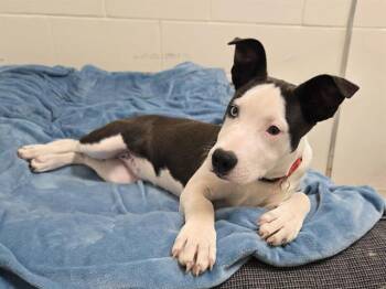 Pit Bull Terrier Dogs Available for Adoption in Auburn, California - ALISA | PetCurious