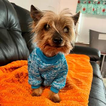Chinese Crested Dog and Yorkshire Terrier Dogs Available for Adoption in Foster, Rhode Island - Jax | PetCurious