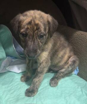 Alaska -  Plott Hound and German Shepherd Dog Dog for Adoption in Cary, North Carolina - Alaska | PetCurious