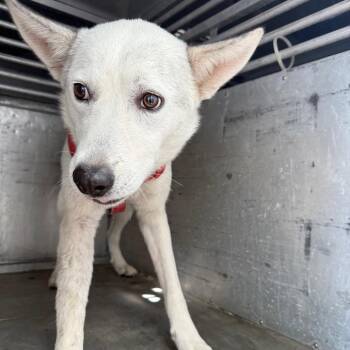 Husky Dogs Available for Adoption - Moody | PetCurious