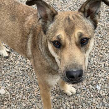 German Shepherd Dog Dogs Available for Adoption - Jessie | PetCurious
