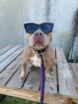 Carol -  Pit Bull Terrier Dog Available for Adoption in Elmwood, Louisiana - Carol | PetCurious