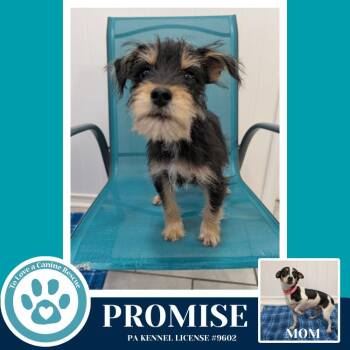 Chihuahua and Schnauzer Dogs Available for Adoption - Promise (Hope