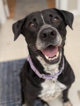 Navi -  Labrador Retriever Dog for Adoption in Germantown, Ohio - Navi | PetCurious