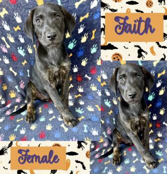 Faith 1 -  Labrador Retriever Dog for Adoption in Manchester, Connecticut - Faith 1 | PetCurious