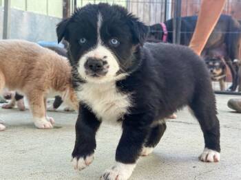 Labrador Retriever Dogs Available for Adoption - Marilynn
