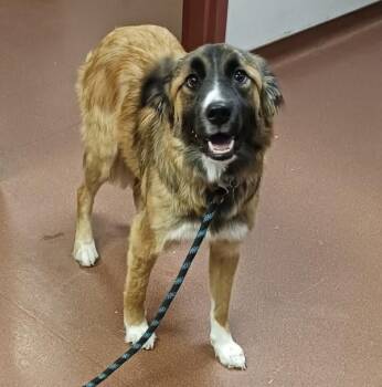Kirsha -  Border Collie and Labrador Retriever Dog for Adoption in Oakland, California - Kirsha | PetCurious