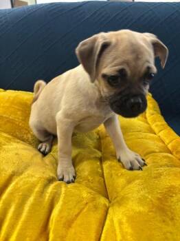 Hug the Pug -  Pug and Beagle Dog for Adoption in Los Angeles, California - Hug The Pug | PetCurious