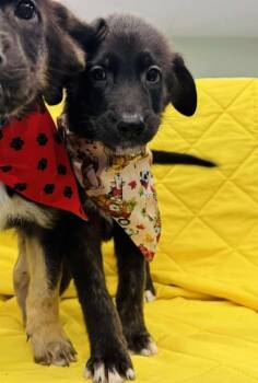 Rescue German Shepherd Dog Dogs for Adoption in Sedalia, Colorado - Mayla | PetCurious
