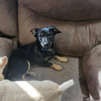 Liam -  Dachshund and Mixed Breed Dog for Adoption in Midland, Texas - Liam | PetCurious