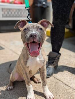 Mixed Breed Dogs Available for Adoption in Huntsville, Alabama - Cotton | PetCurious