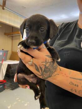 Cone Of Wonders -  Mixed Breed Dog for Adoption in Hillsboro, Ohio - Cone Of Wonders | PetCurious