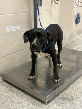 A430900 -  Pit Bull Terrier and Mixed Breed Dog for Adoption in Conroe, Texas - A430900 | PetCurious