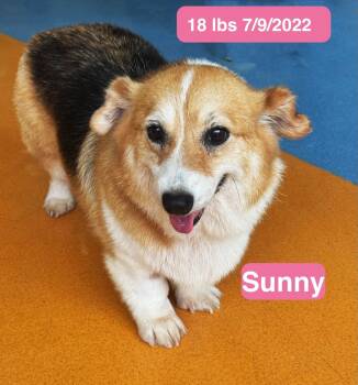 Sunny -  Pembroke Welsh Corgi Dog for Adoption in Houston, Texas - Sunny | PetCurious